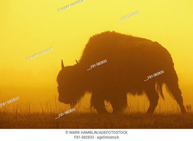 Bison (Bison bison) in mist at sunrise. Yellowstone National Park, USA