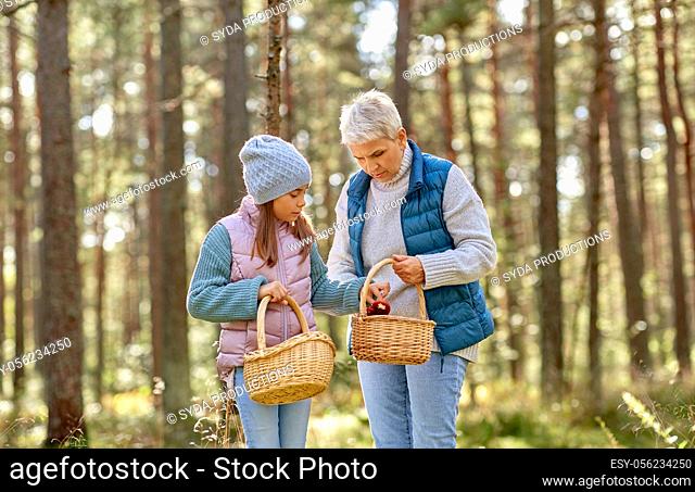 grandmother and granddaughter picking mushrooms