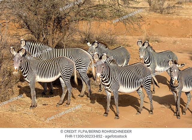 Grevy's Zebra (Equus grevyi) six adults, standing in semi-desert dry savannah, Samburu National Reserve, Kenya, August