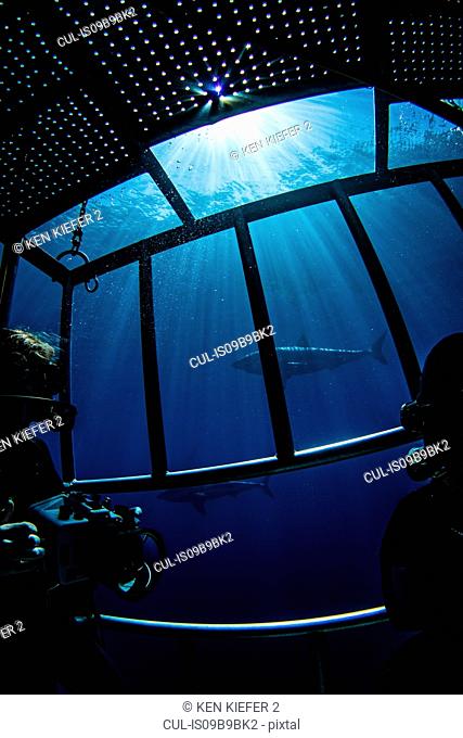 Divers photographing sharks from shark cage