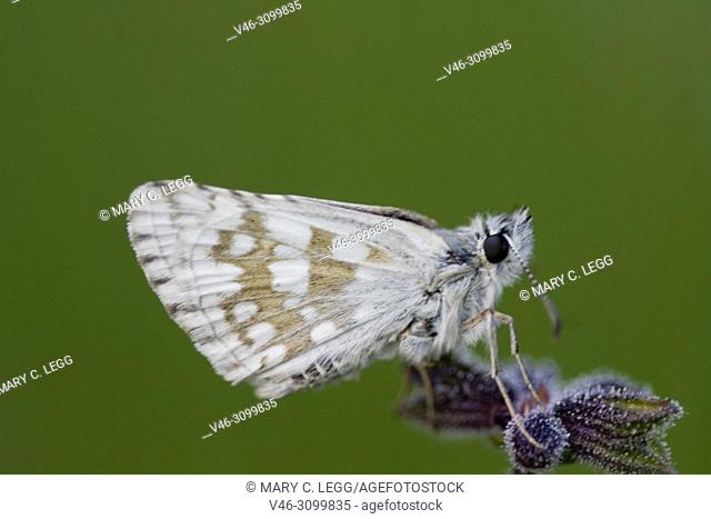 Safflower Skipper, Pyrgus carthami, small speckled skipper butterfly with wingspan of 30â. “34 mm. food plants: Potentilla, Malva, Althaea, Centaurea