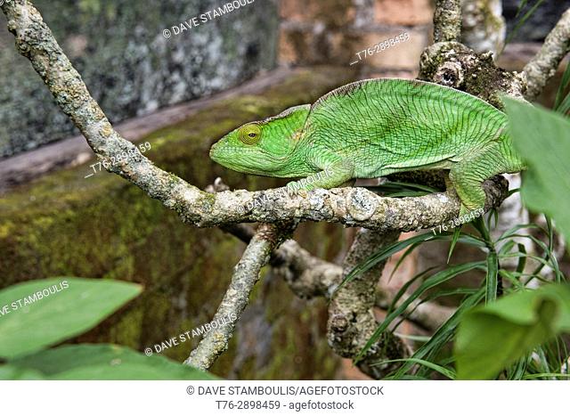 Colourful Parson's chameleon (Calumma parsoni), Ranomafana, Madagascar