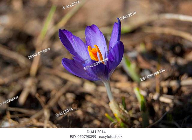 A single flower of purple crocus blooms in April. Primrose close-up