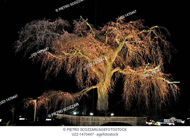 Kyoto (Japan): blossoming cherry tree artificially illuminated at night in Maruyama park, during Spring