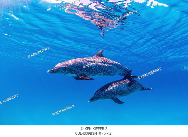 Atlantic Spotted dolphins, underwater view