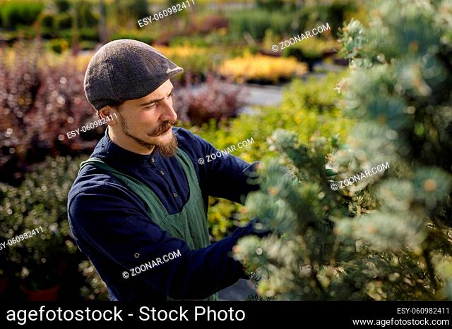 Male gardener with long mustache clipping and arranging trees in the garden. Cropped portrait of professional farmer at a sunny day in the horticulture