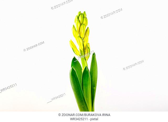 Beautiful white Hyacinth flower pot isolated on white