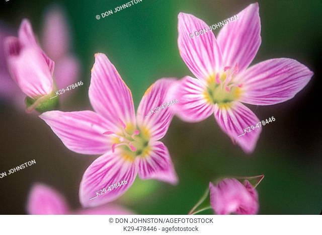 Spring beauties, Claytonia virginica. Deciduous woodland spring flower with insect guidelines in petals. Manitoulin Island. Ontario, Canada
