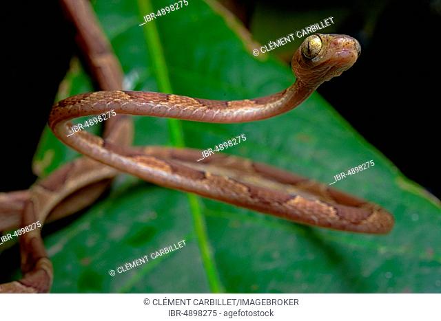 Blunthead Tree Snake (Imantodes cenchoa), Costa Rica