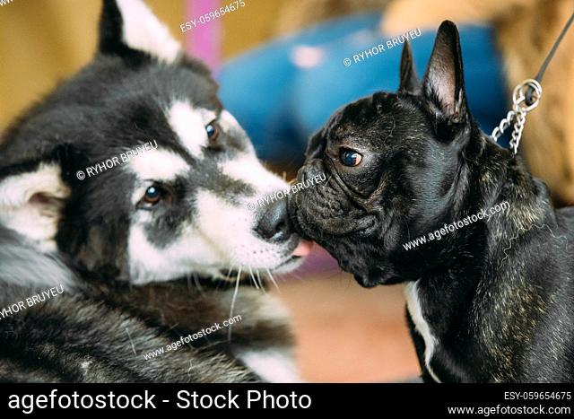 Two Funny Lovely Dogs - Alaskan Malamute And French Bulldog Dogs To Kiss Each Other. Popular Breed Of Dog