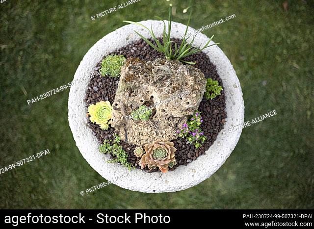 14 July 2023, Hesse, Bad Nauheim: Sempervivum growing in Andreas Homrighausen's garden. As climate change progresses, drought- and heat-resistant plants are...