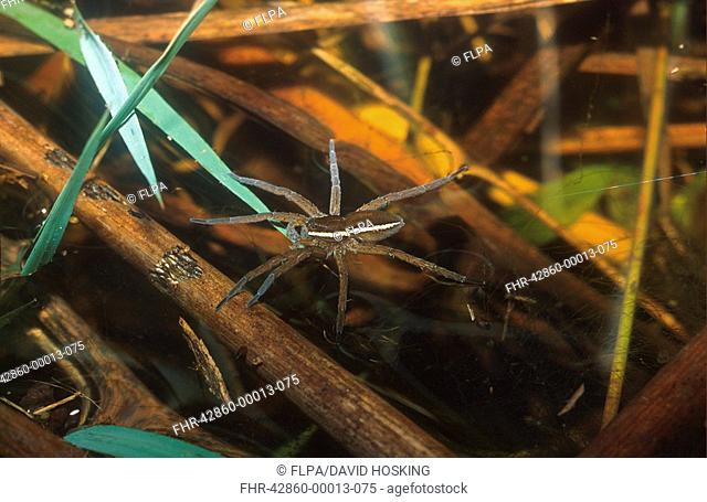 Fen Raft Spider Dolomedes plantarius Striped male - Redgrave & Lopham Fen - Suffolk W T