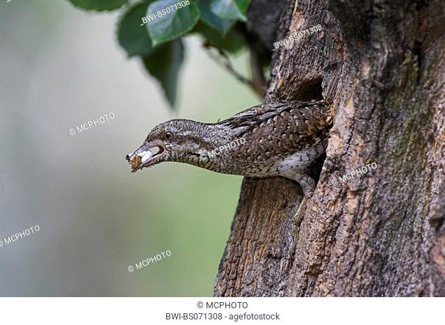 northern wryneck (Jynx torquilla), cleaning breeding cave of feces, Austria, Neusiedler See National Park