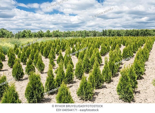 Gomel, Belarus. The Summer Spring Plantation Of Thuja Or Thuya Seedlings, Planted Rows On Sandy Soil. Coniferous Small Bushes. The Forest Background
