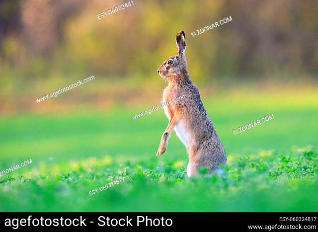 Brown hare, lepus europaeus, standing on a rear legs in vertical position on a green field in spring with copy space and blurred background
