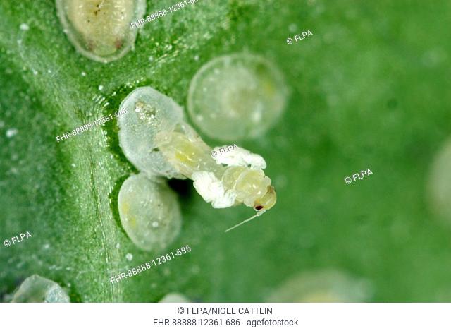 Cabbage whitefly, Aleyrodes proletella, adult emerging from a pupa