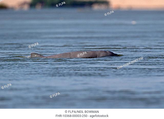 Irrawaddy Dolphin (Orcaella brevirostris) adult, swimming at surface of river, Mekong River, Kratie, Cambodia, January