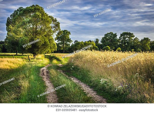 Country road among fields in Masovian Voivodeship, Poland