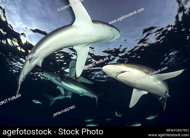 Silky Shark, Carcharhinus falciformis, Jardines de la Reina, Cuba