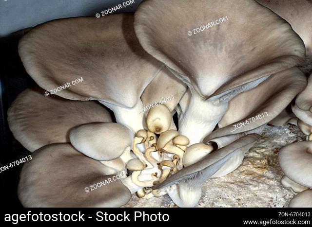 Austernseitling, Pleurotus pulmonarius, Zuchtpilz