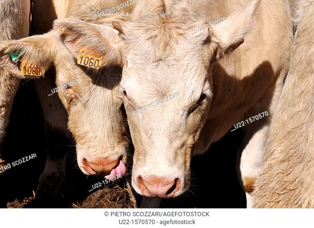 Pugliano (Pesaro-Urbino, Italy): cattle at the September livestock fair