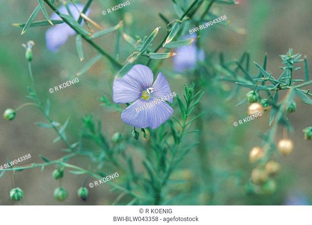 asian flax Linum austriacum, blooming plant