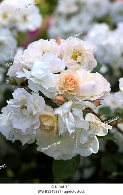 ornamental rose Rosa 'Penelope', Rosa Penelope, Rosa 'Pnlop', Rosa Pnlop, cultivar Penelope
