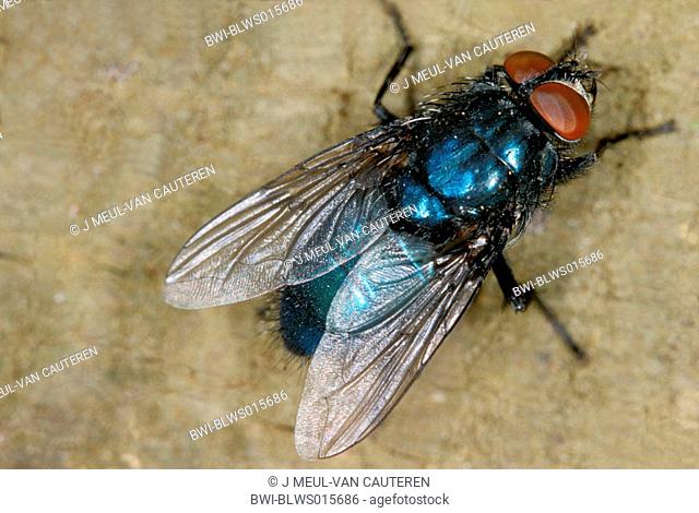 blue bottlefly Calliphora vomitoria, sitting