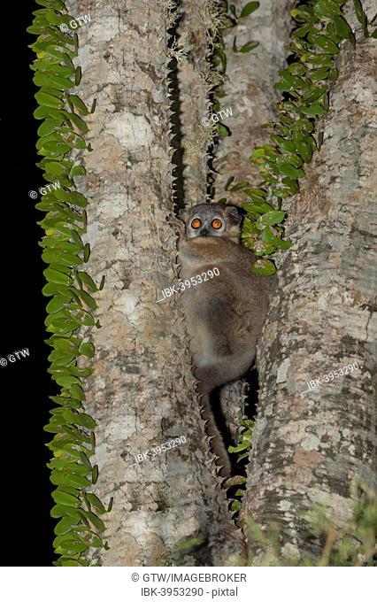 Reddish-gray Mouse Lemur (Microcebus griseorufus) in an octopus tree, Toliara Province, Madagascar