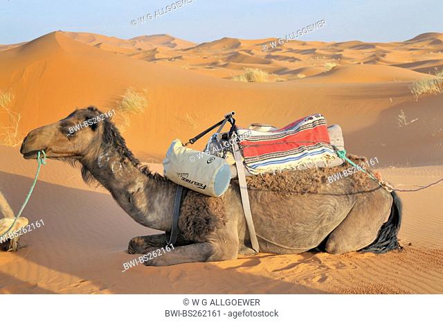 dromedary, one-humped camel Camelus dromedarius, resting in the desert, Morocco, Erg Chebbi