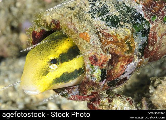 Striped fangblenny, Meiacanthus grammistes, uses a discarded beer bottle for shelter, Lembeh Strait, North Sulawesi, Indonesia, Pacific