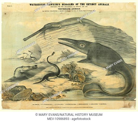 Sheet 1 of a series of posters called Extinct Animals by Benjamin Waterhouse Hawkins c. 1862. This collection of marine reptiles lived during the Jurassic...