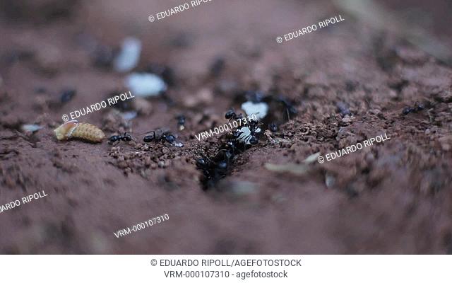 closeup of ants walking in the nature