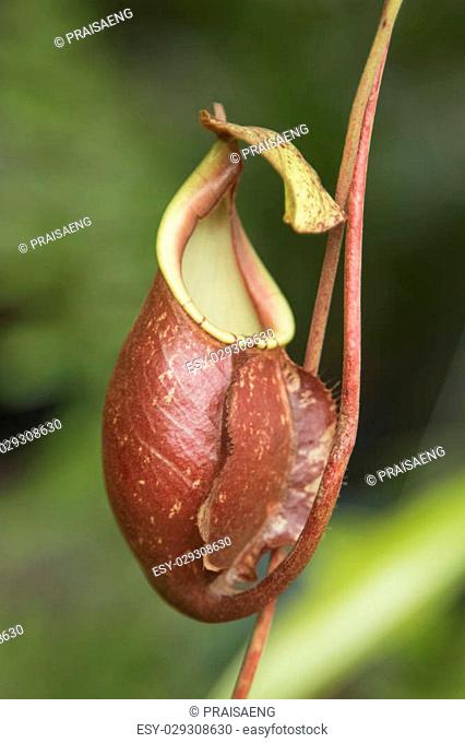 Close up of the nepenthes