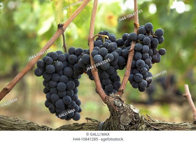 Italy, Europe, Tuscany, Toscana, Sangiovese grapes, red wine, vine, vineyard, fruits, Sangiovese, Italian wine, Europe