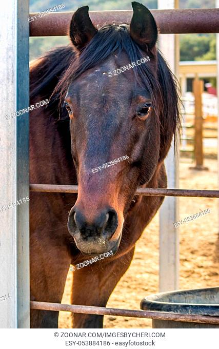 Lonely looking eyes of a horse inside his cage in Santa Barbara, California
