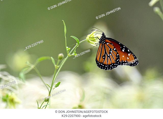 Queen butterfly (Danaus gilippus), Rio Grande City, Texas, USA