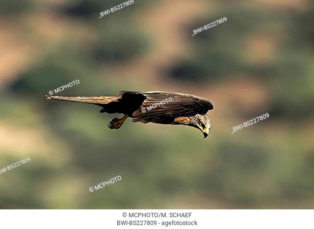 black kite, yellow-billed kite (Milvus migrans), flying, Spain, Extremadura