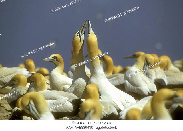 Cape Gannets (Morus capensis), Namaqualand, South Africa