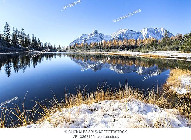 Snowy peaks and woods reflected in Lake Entova in autumn Malenco Valley province of Sondrio Valtellina Lombardy Italy Europe