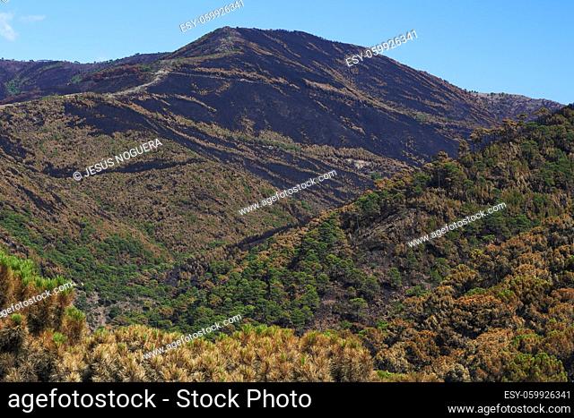 Fire in Jubrique, border with Sierra Bermeja in the Genal Valley, Malaga. Andalusia, Spain. September 2021
