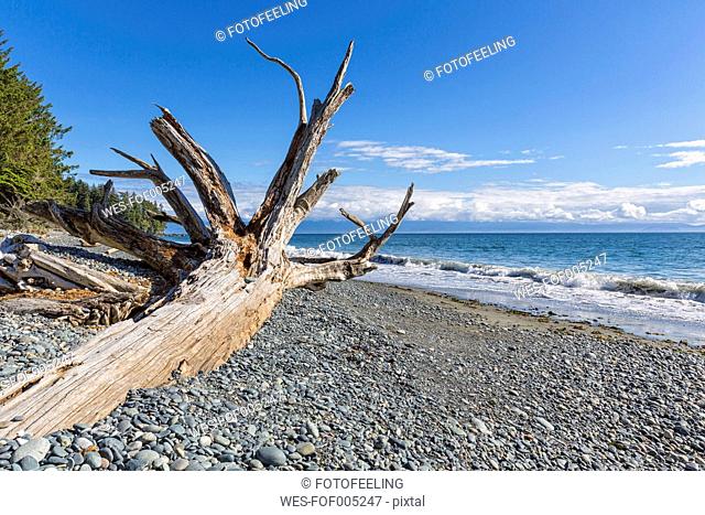 Canada, British Columbia, Vancouver Island, French Beach Provincial Park