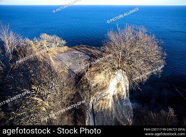 16 January 2023, Mecklenburg-Western Pomerania, Sassnitz: Trees stand on the chalk cliff ""Königsstuhl"" on the Baltic Sea coast and can be seen from the future...