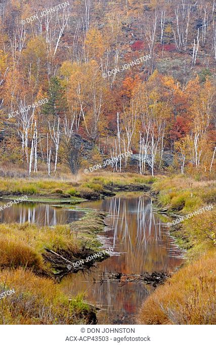 Autumn aspens and birches reflected in a beaverpond, Greater Sudbury, Ontario, Canada