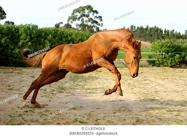 Trakehner horse Equus przewalskii f. caballus, galopping