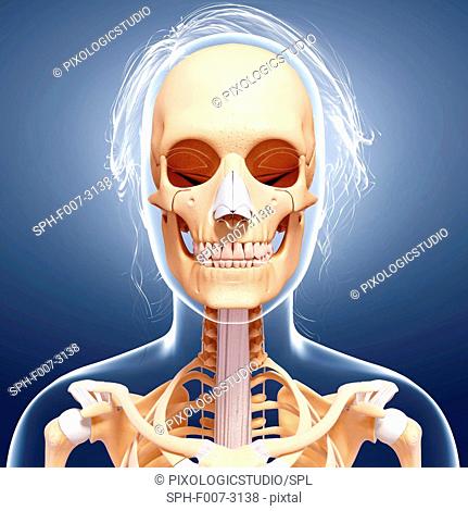Female skeleton, computer artwork