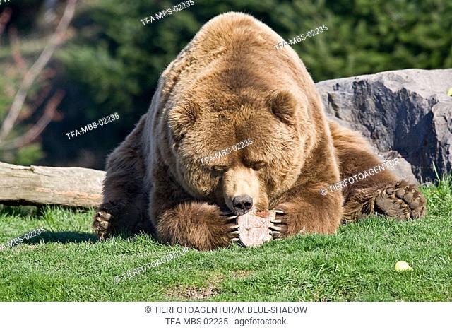 eating Kodiak bear