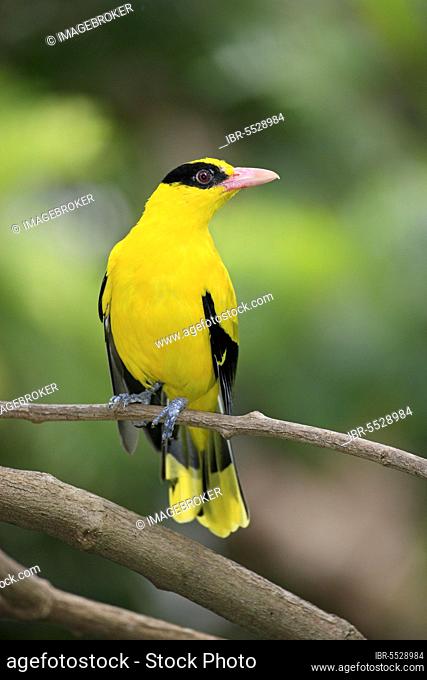Black-naped oriole (Oriolus chinensis), adult on standby, East Asia