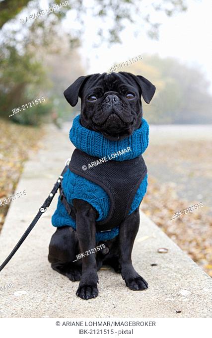 Black pug wearing a sweater sitting on a wall in the park, PublicGround