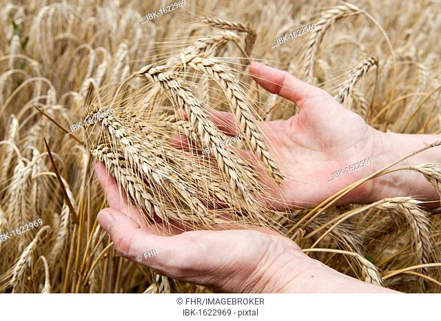 Hands holding ripe ears of barley